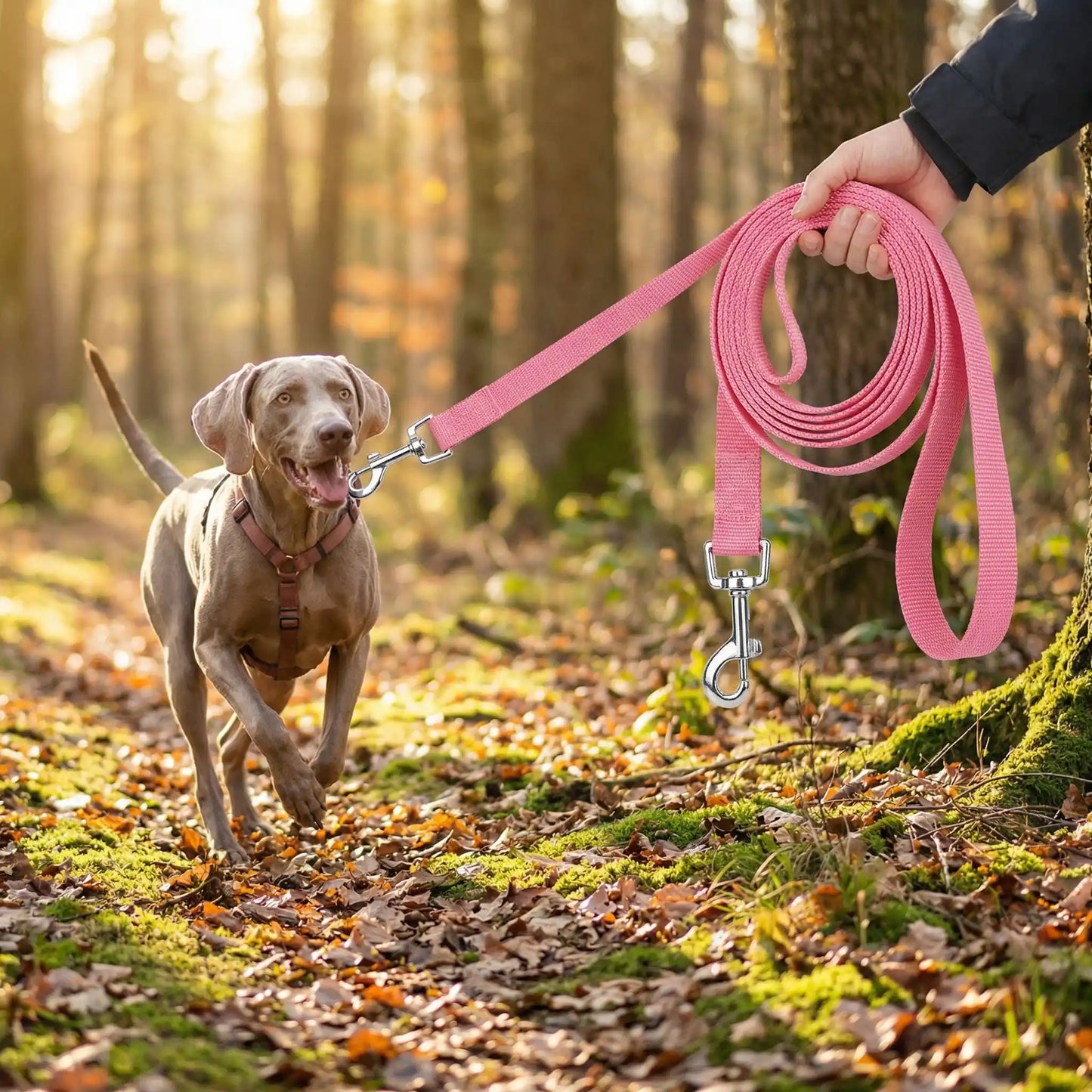 longe chiens rappel et confiance