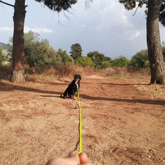 Longe pour chien Longueur généreuse