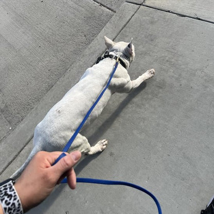 Longe pour chien Poignée ergonomique