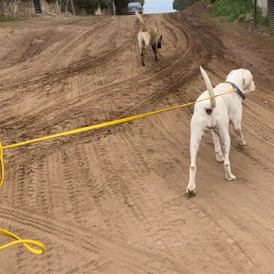 Longe pour chien Système d'attache sécurisé