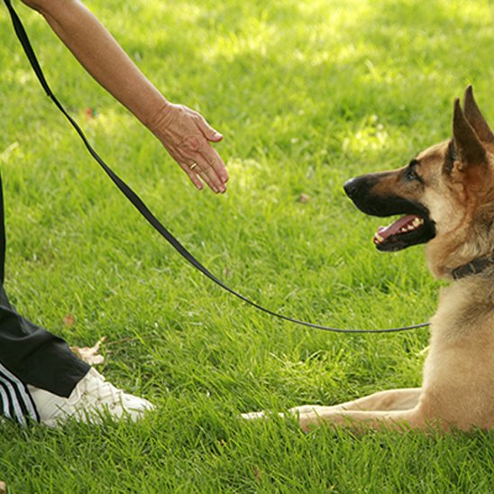 Longe pour chien  Usage polyvalent