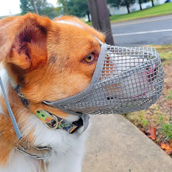 muselière chien anti fouinage