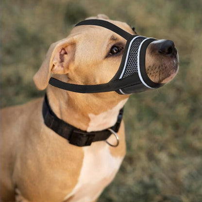muselière chien anti mastication