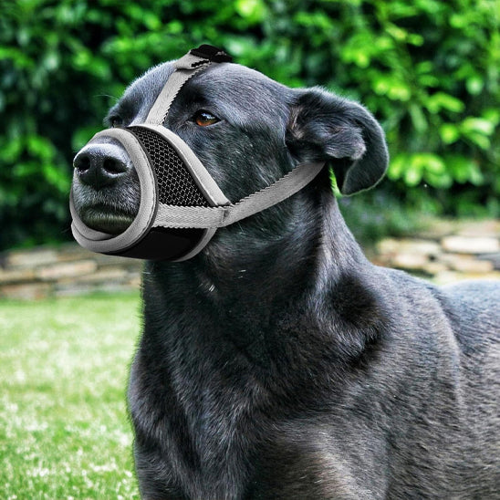muselière chien anti morsure
