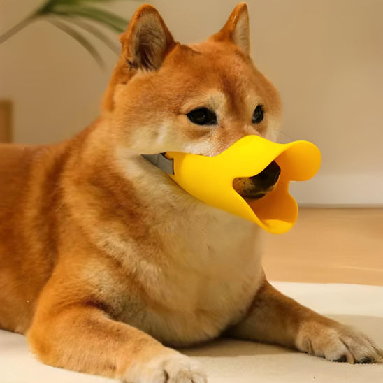 muselière chien bec canard ludique