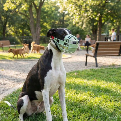 muselière chien calme sans danger pour les autres