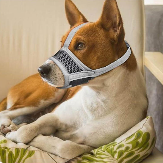 muselière chien confortable