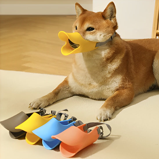 muselière chien couleur vive