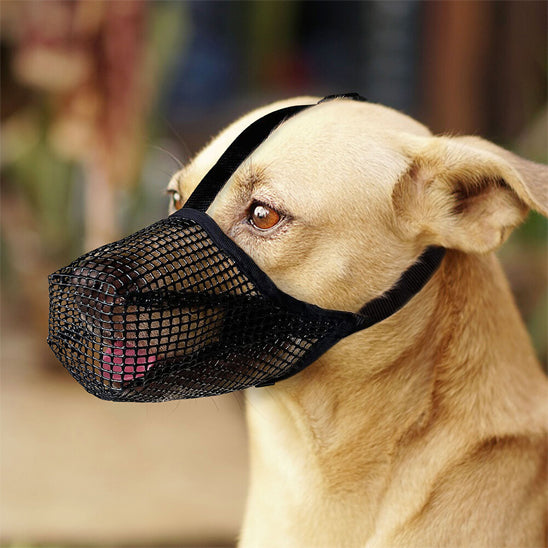 muselière chien protection morsure