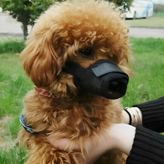 Muselière | Museau Masqué™