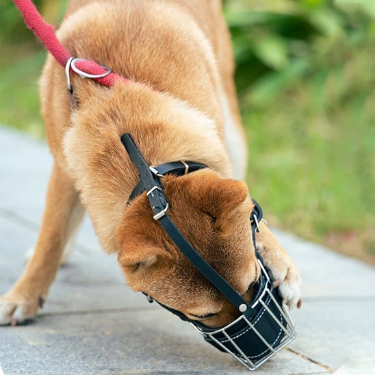 museliere pour chien facile pour boire haleter