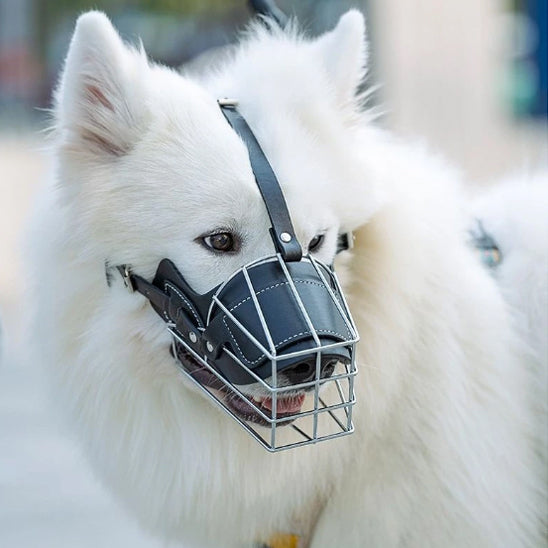 muselière pour chien protection confort