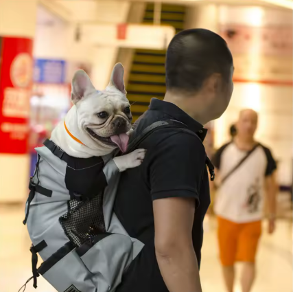 sac à dos pour chien bretelle épaule rembourée