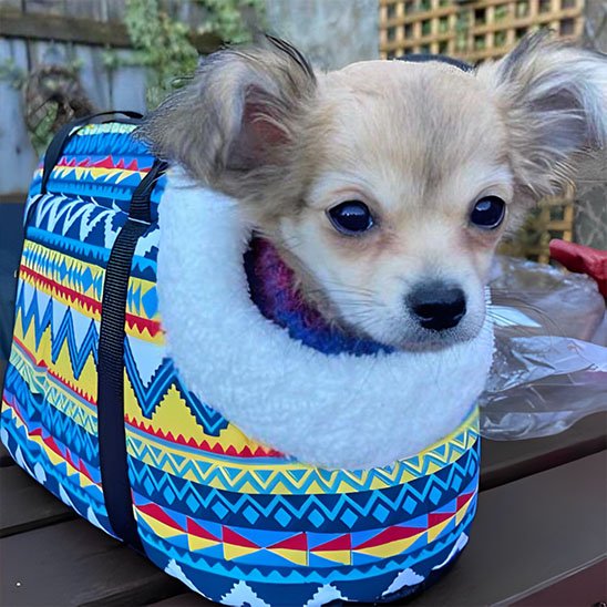 sac de transport chien ouverture securise