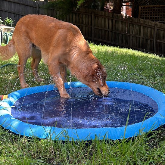 Tapis rafraichissant chien Matériau résistant Rebord renforcé
